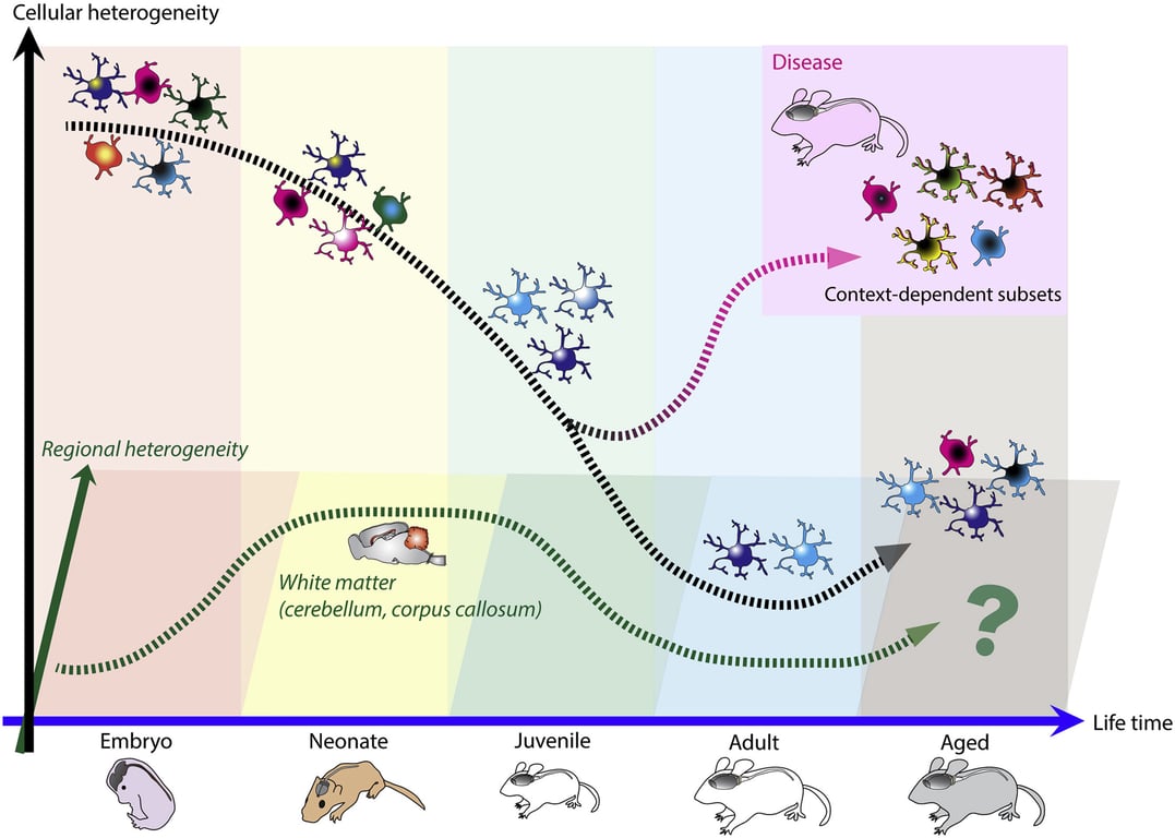 Illustration from Masuda et al., Cell Rep (2020)