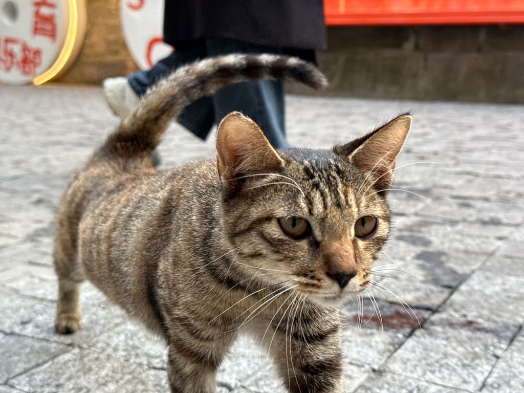 IMG_0630.jpeg
