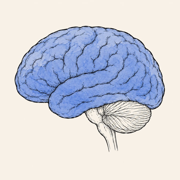 Our Brain & Nervous System