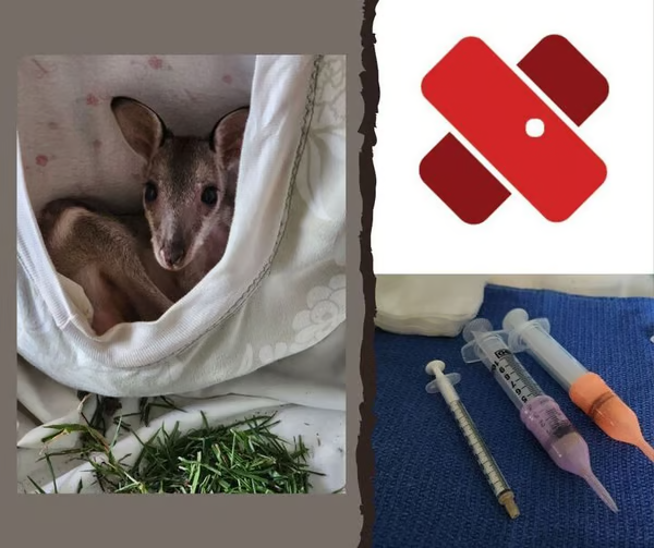 Jasper with some of the supplies that helped save him.