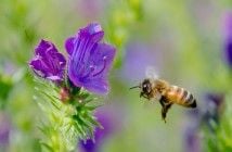 abeille_metaphore_de_barbara_sher