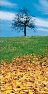 Automne_Equilibre_vie_prive_vie_professionnelle