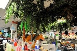 zappos_plantes