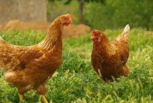 Huhn - chicken 07