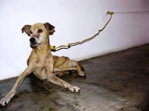 Vargas_vie_de_chien_2