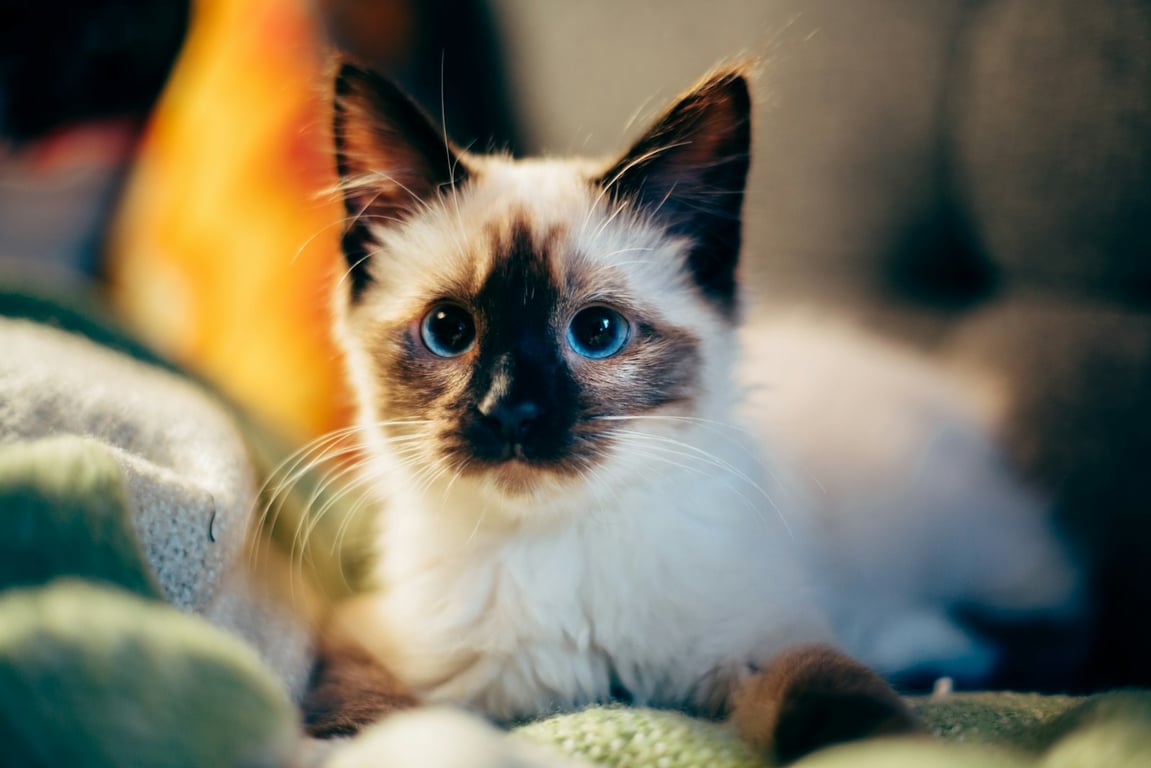 How Kitty of Angels Streamlined Cat Rescue Operations with Automation and Airtable
