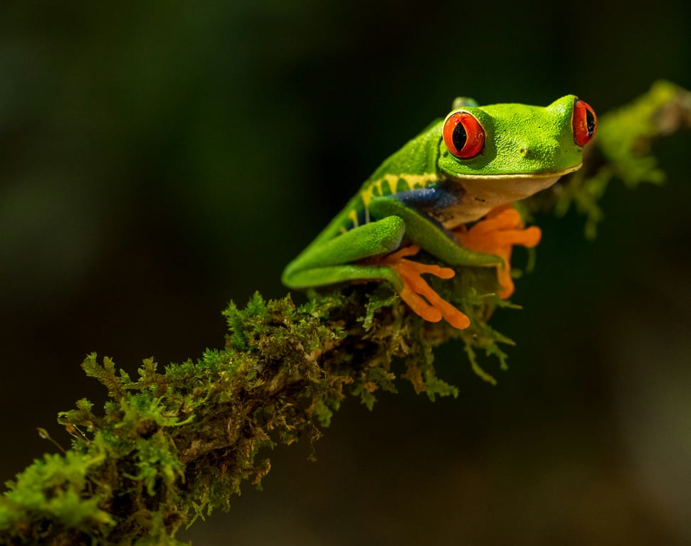 Yolanda Spence - Costa Rica