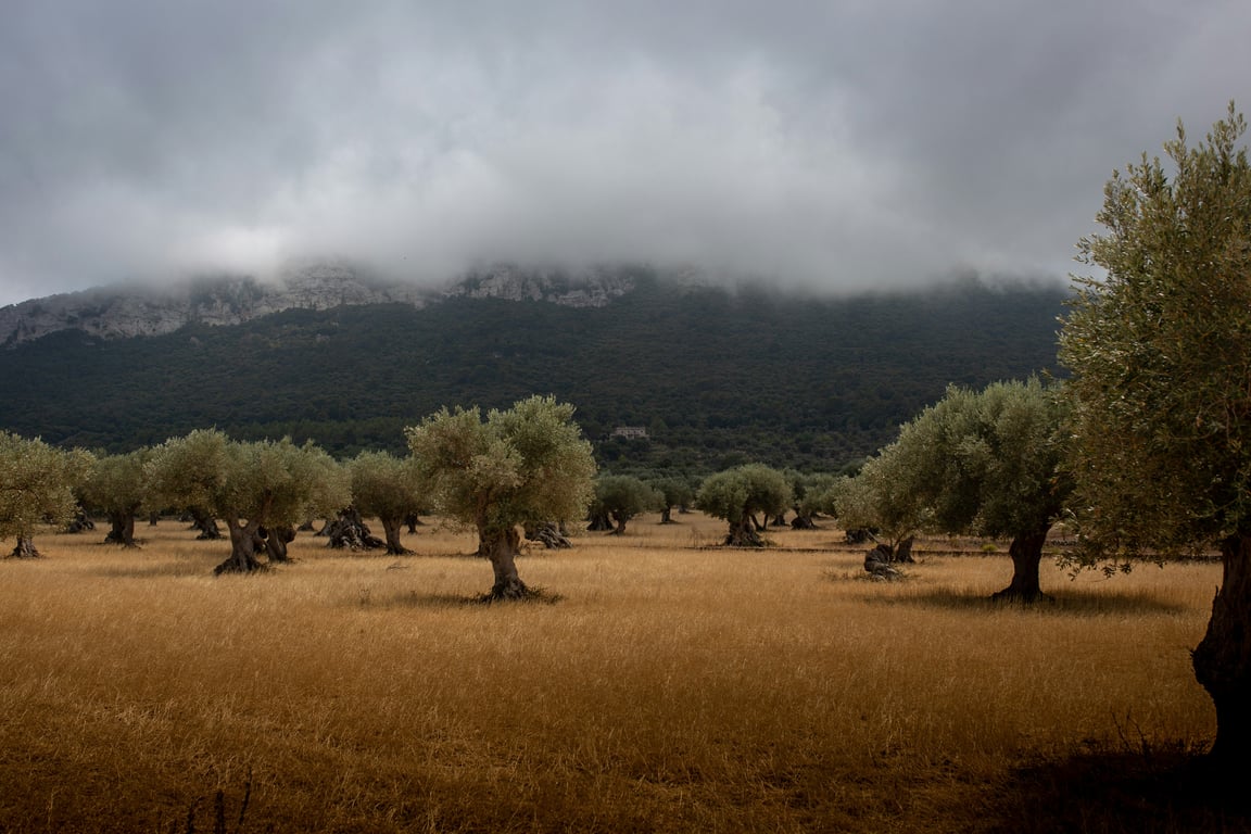 To άρωμα της νύχτας
