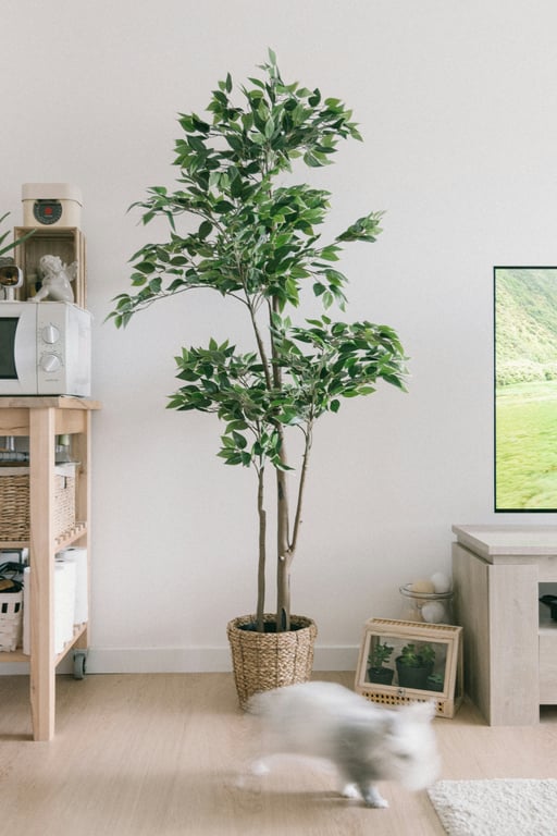 8 Best plants for meditation room