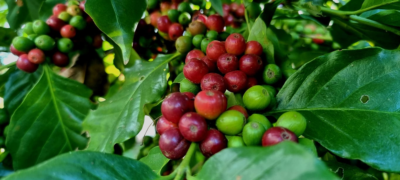 咖啡園的一天：當時間成為一份禮物