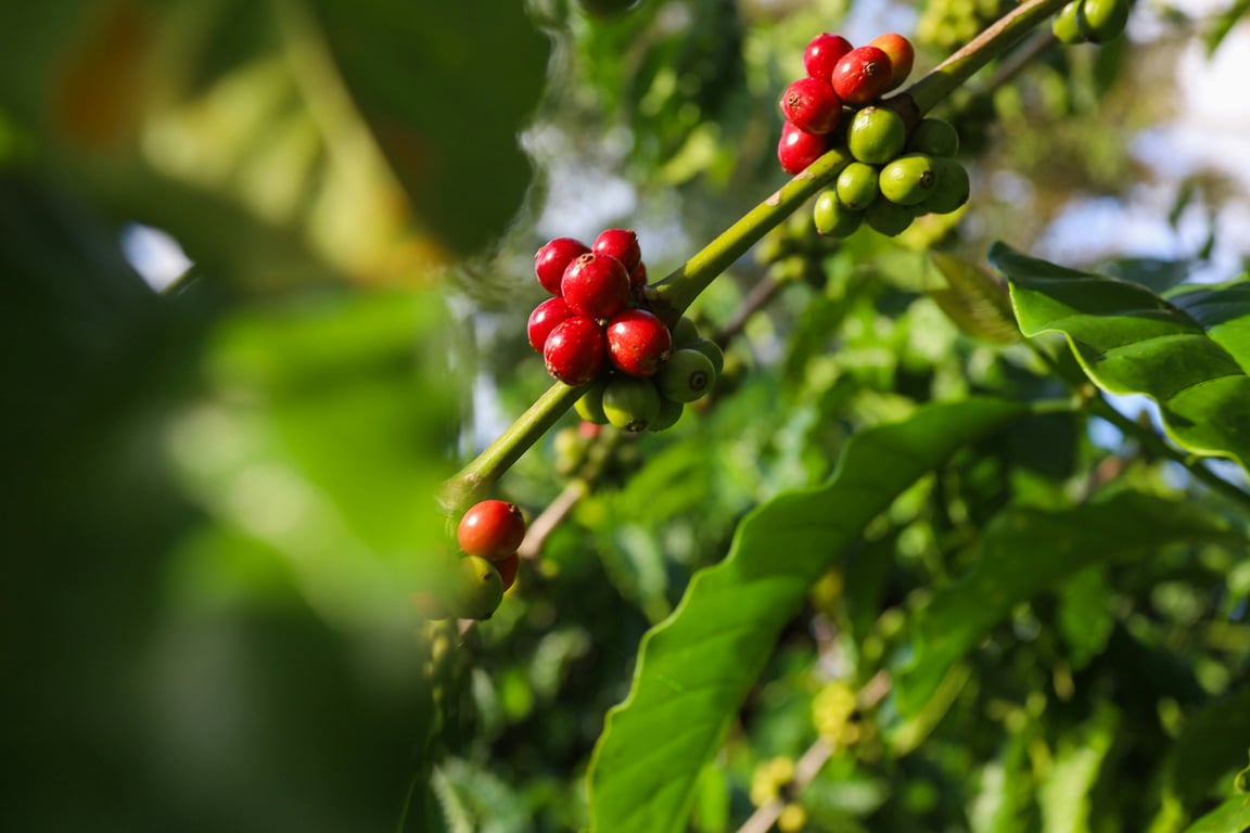 A Day at the Coffee Farm: When Time Becomes a Gift