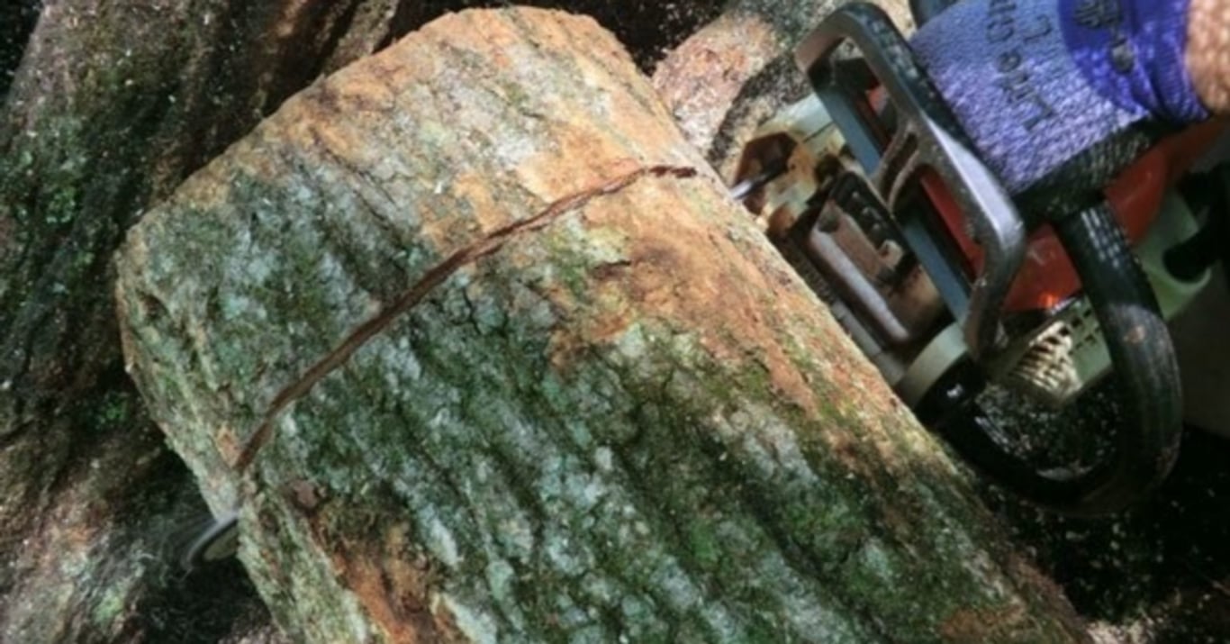 間伐材からバイオプラスティックへ｜明日も良い日に