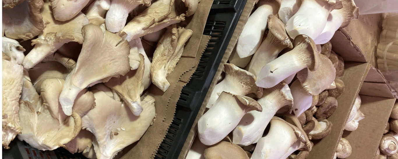 Les champignons : ces alliés méconnus pour ta santé