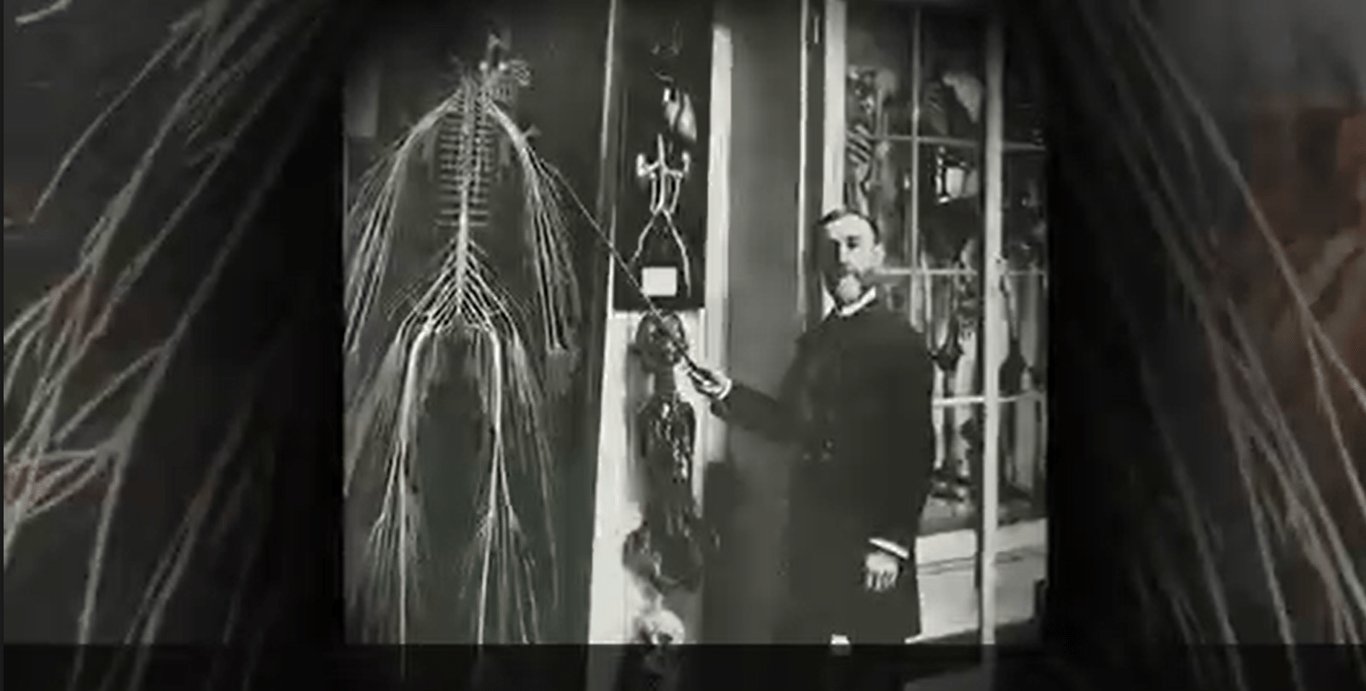  Rede de Raízes das Plantas