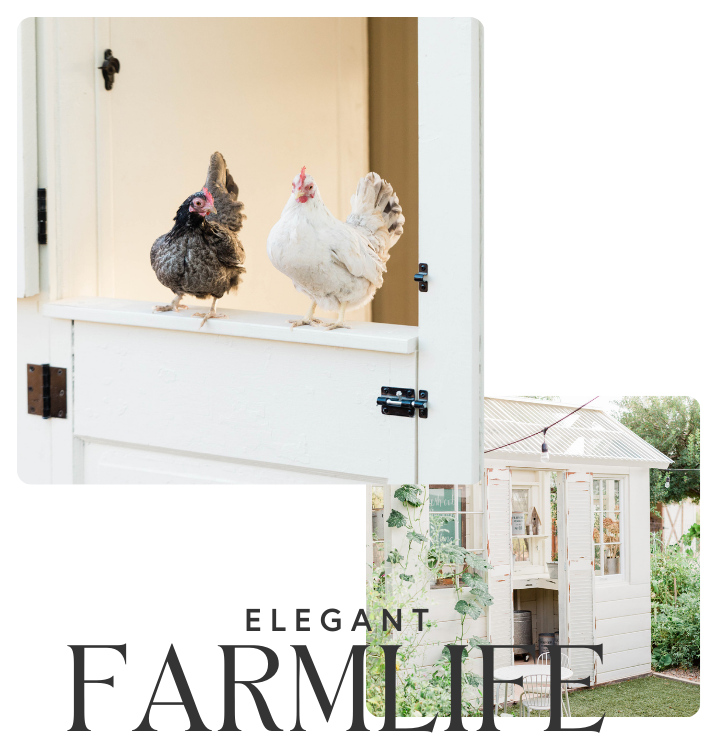 Elegant Farmlife Chicken :loading=”eager”