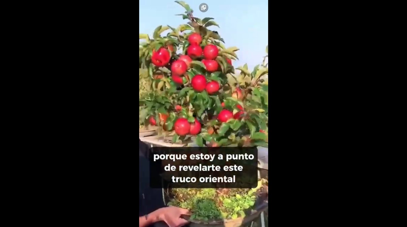 Segredos Potencializadores de Frutas