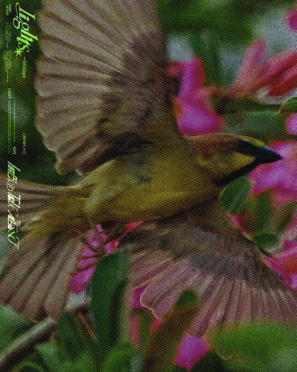 LIGHTS (MIXTAPE) | MINH LAI X OUTOFNOTHING