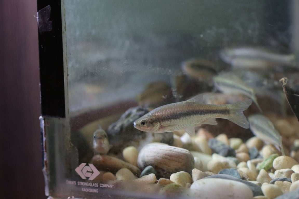 消失的便當菜「菊池氏細鯽天婦羅」 池上如何守護稻花魚、終結毒鳥危機？