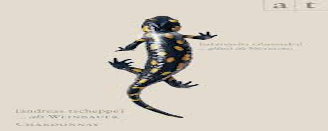 Salamander