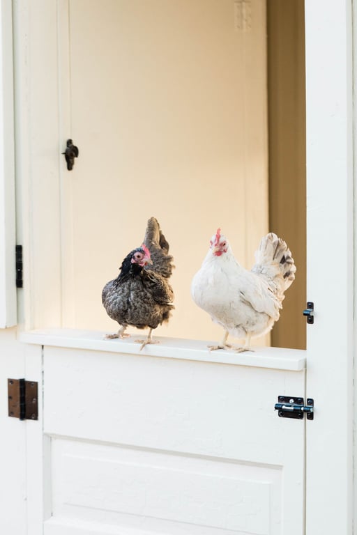 How to Hatch Chickens