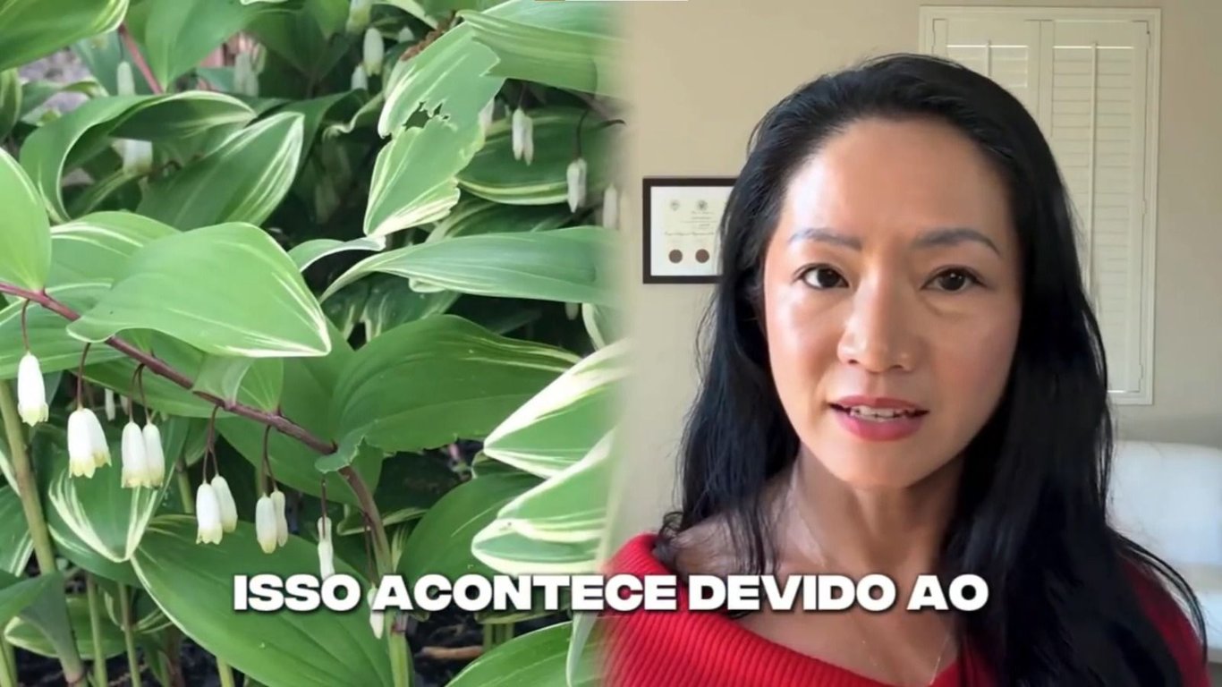 Glicon Goya (Combinação de Sete Ervas Japonesas)