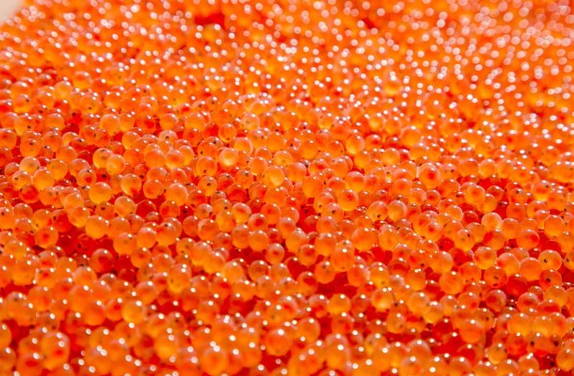 Distributor worldwide - Hayashi Trout Farm Inc. - Troutlodge