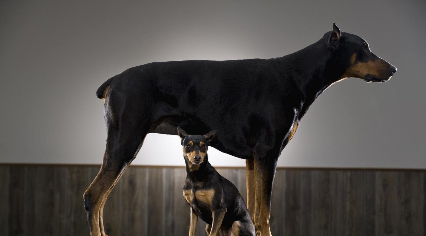 Competitive Differentiation: A Playbook for Winning in a Congested Marketplace | Hinge Marketing