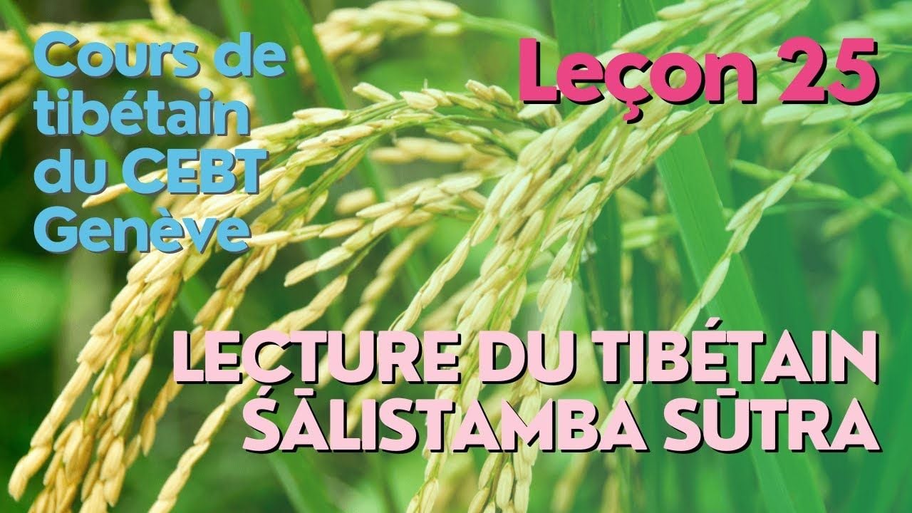 Cours de tibétain ”pousse de riz” -  leçon 24