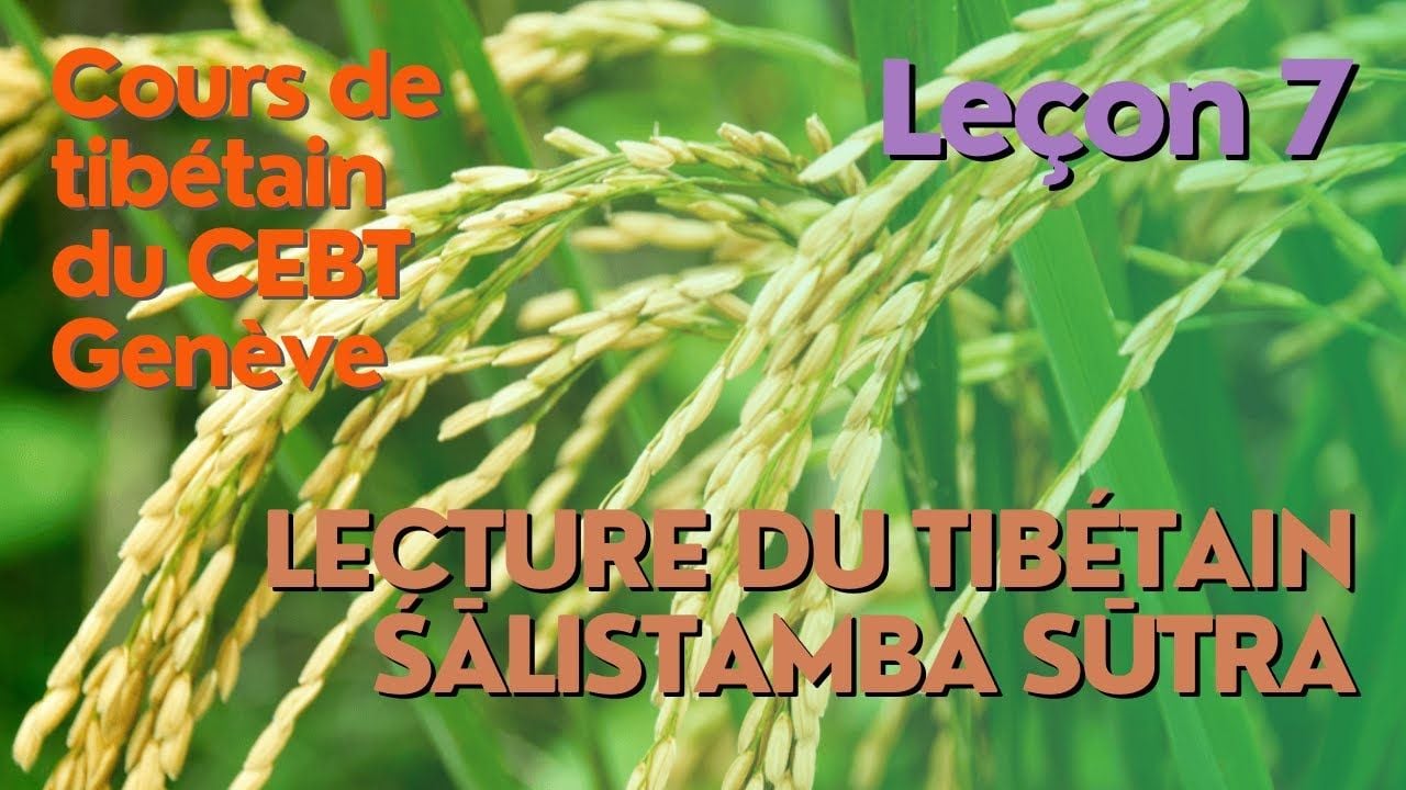 Cours de tibétain ”pousse de riz” -  leçon 7