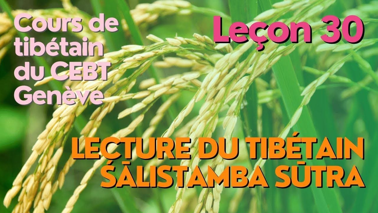 Cours de tibétain ”pousse de riz” - leçon 30