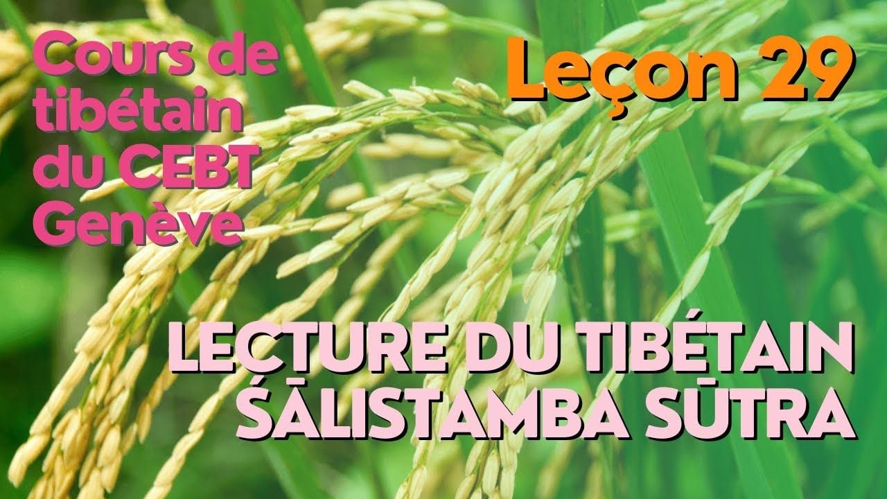 Cours de tibétain ”pousse de riz” -  leçon 28