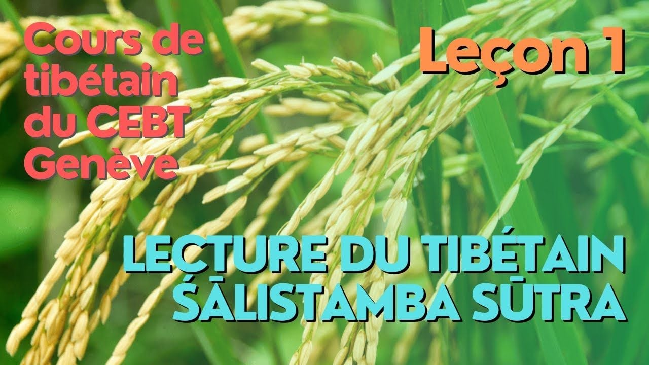 Cours de tibétain   lecture "pousse de riz"   leçon 1