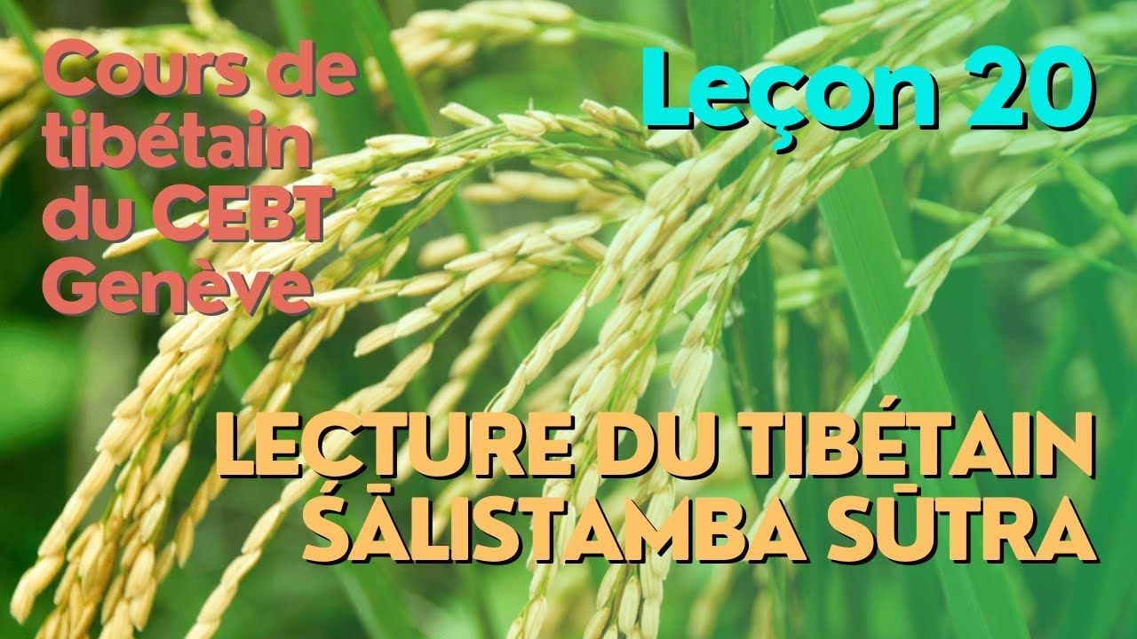 Cours de tibétain ”pousse de riz” -  leçon 20