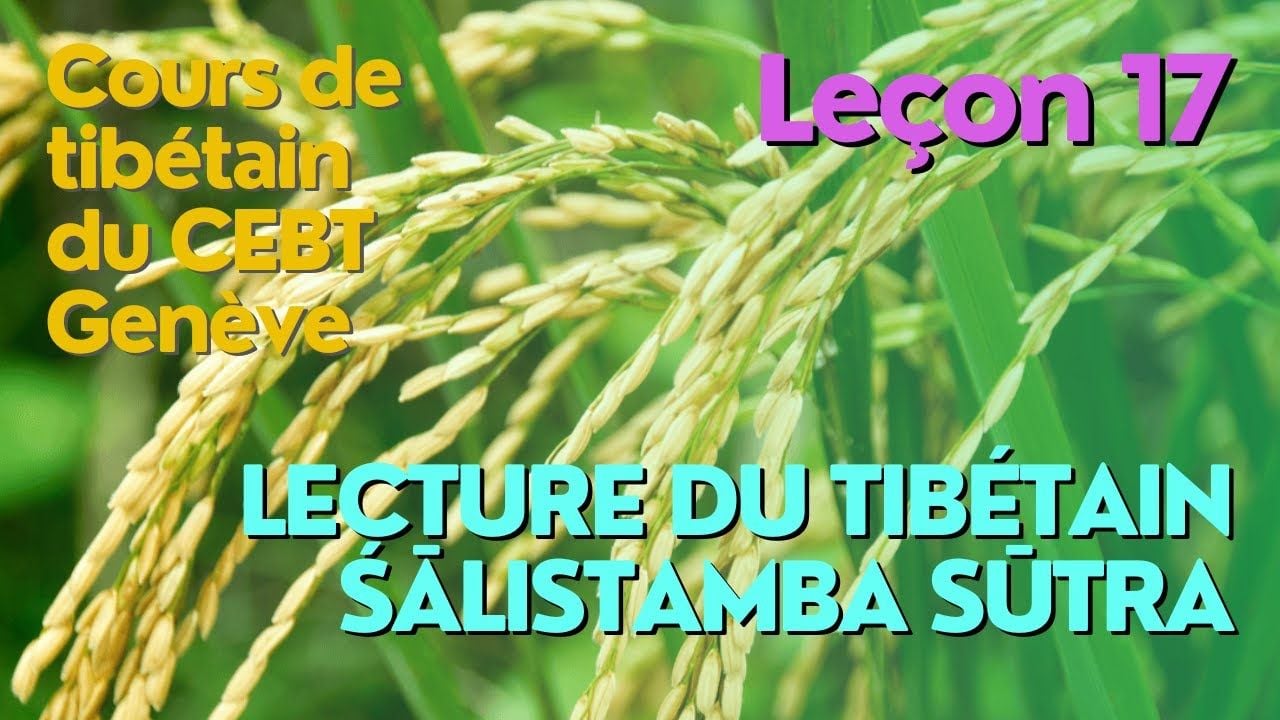Cours de tibétain ”pousse de riz” - leçon 17