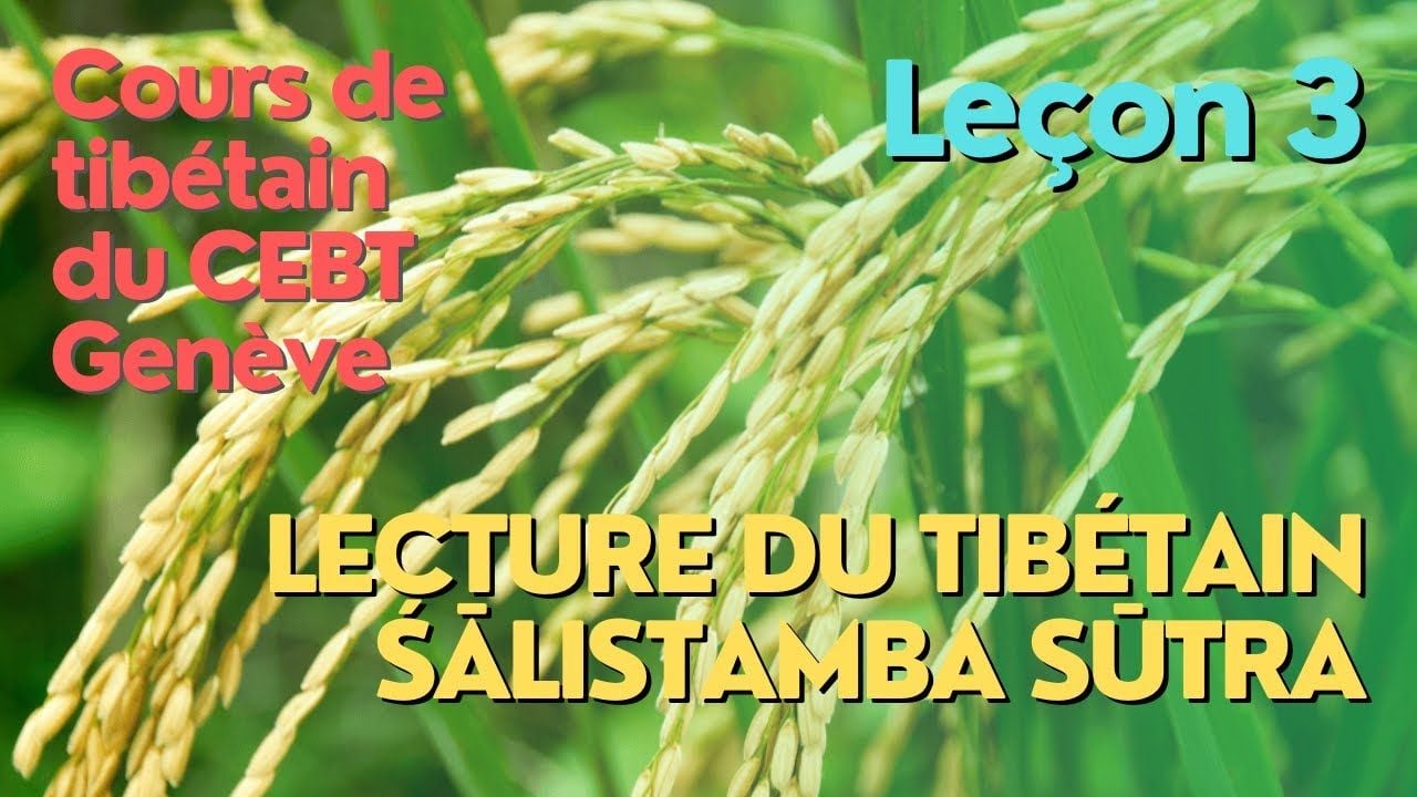 Cours de tibétain - lecture "pousse de riz" - leçon 3