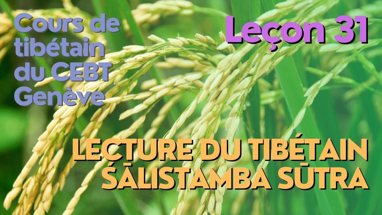 Cours de tibétain ”pousse de riz” - leçon 31