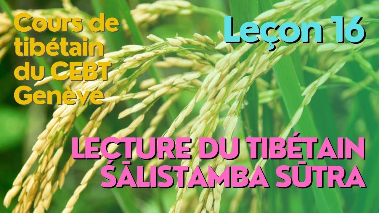 Cours de tibétain ”pousse de riz” - leçon 16