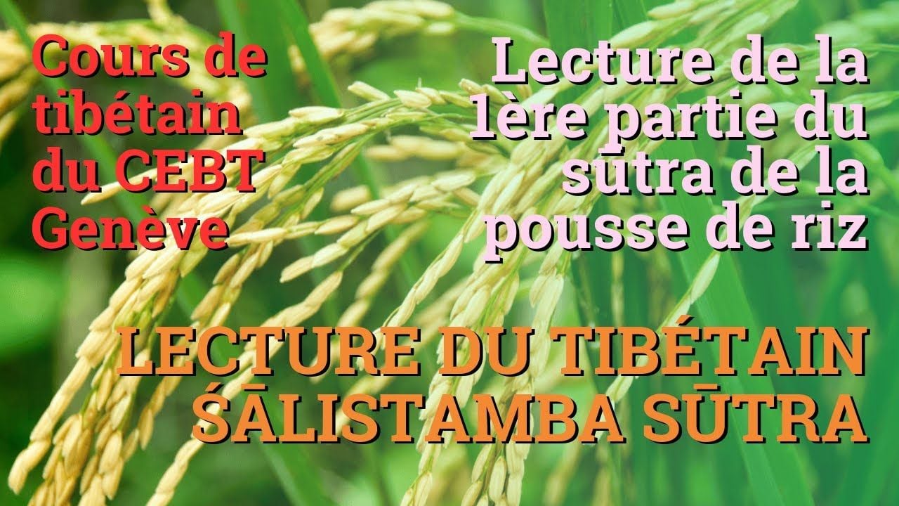 Lecture du sūtra de la pousse de riz 1ère partie - le 10.4.25