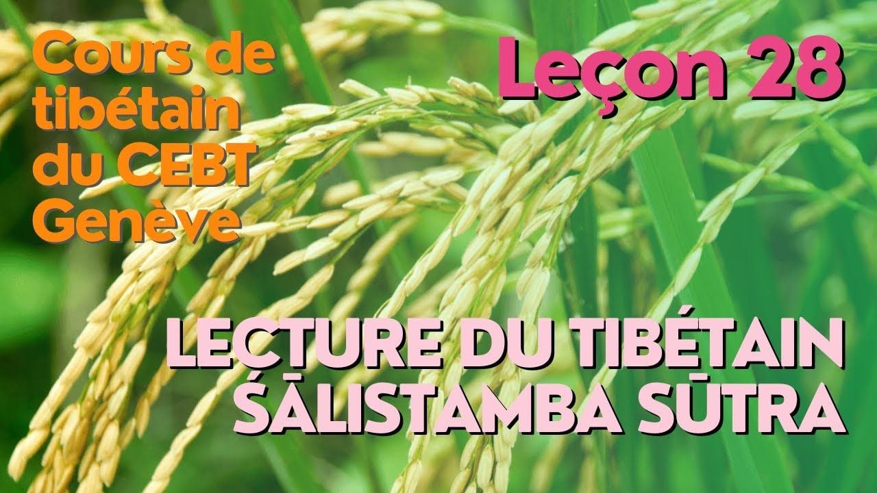 Cours de tibétain ”pousse de riz” - leçon 27