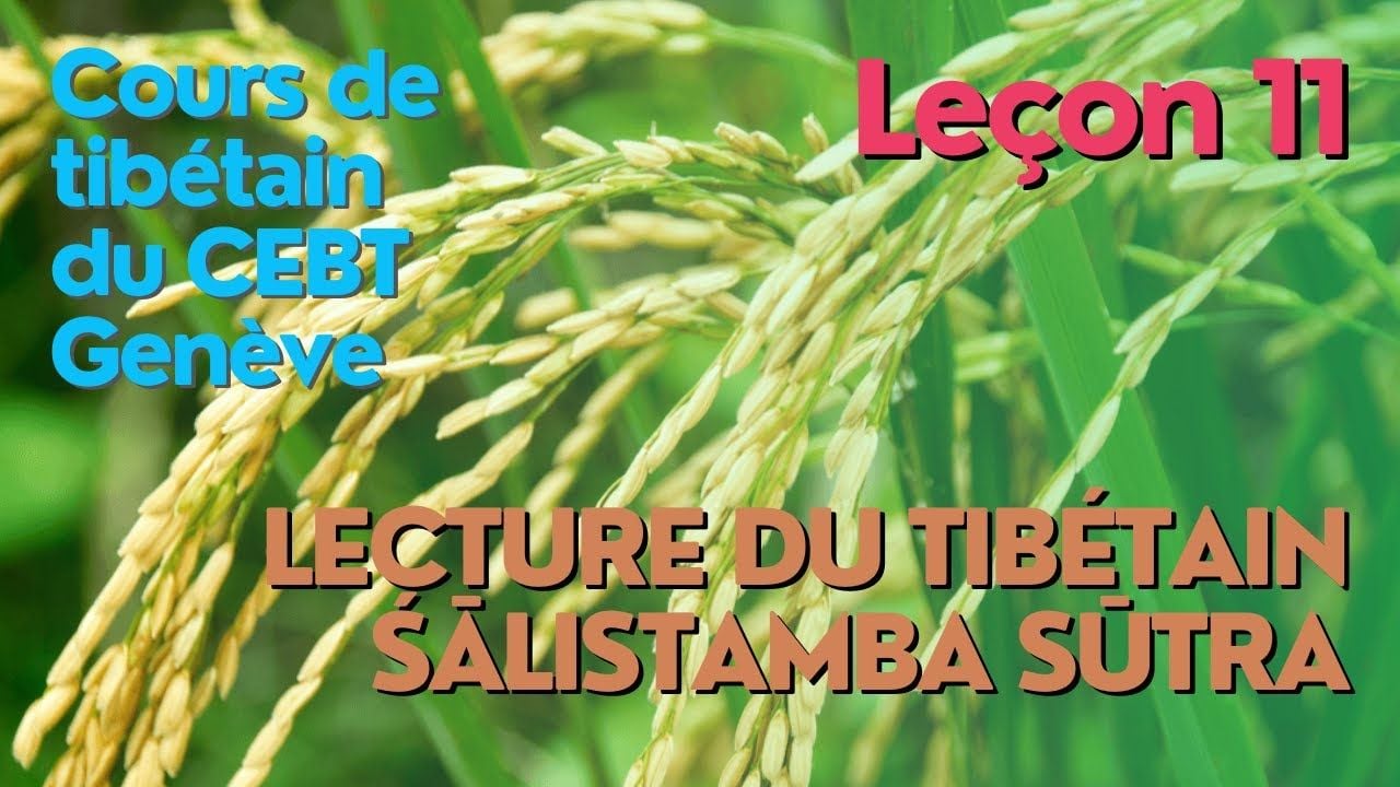 Cours de tibétain ”pousse de riz” -  leçon 11
