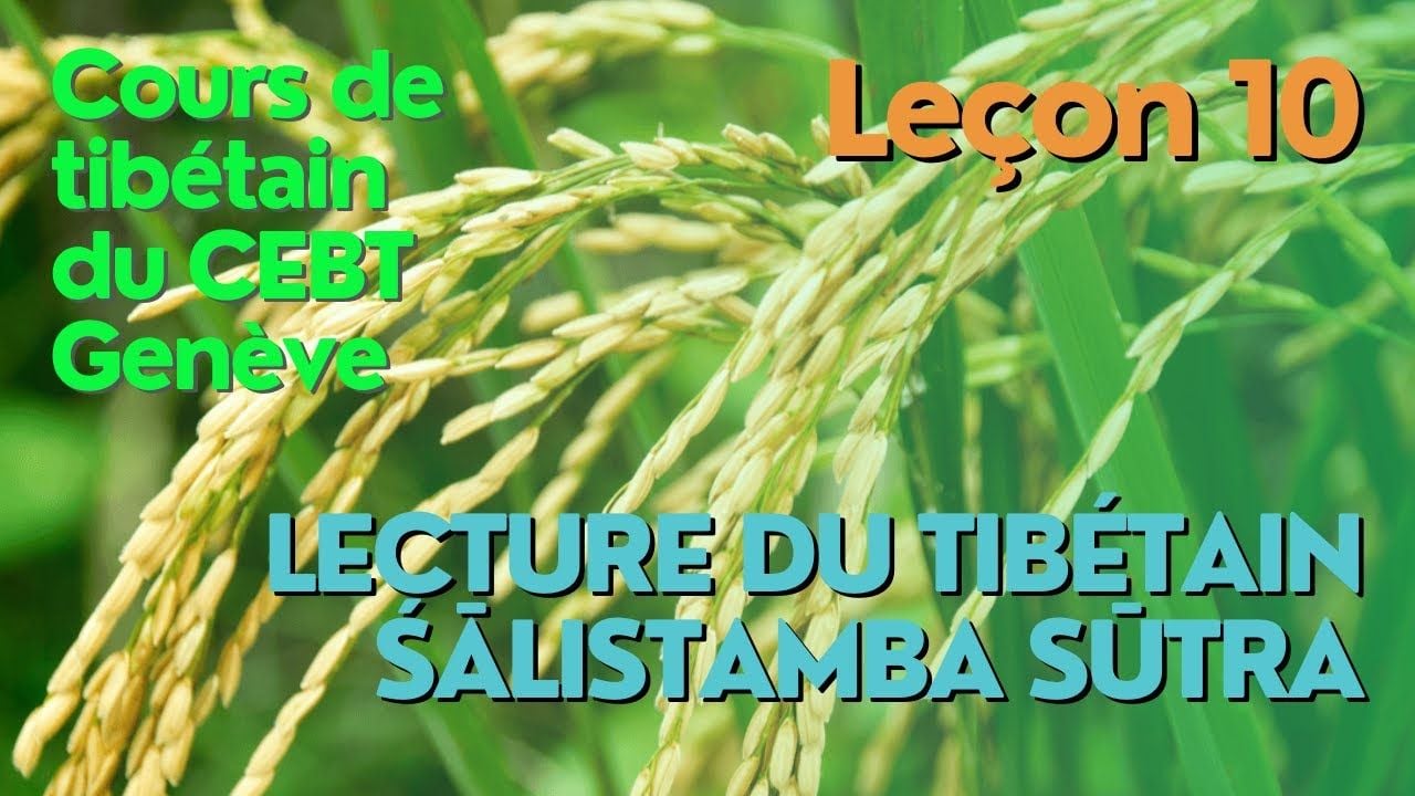Cours de tibétain ”pousse de riz” -  leçon 10
