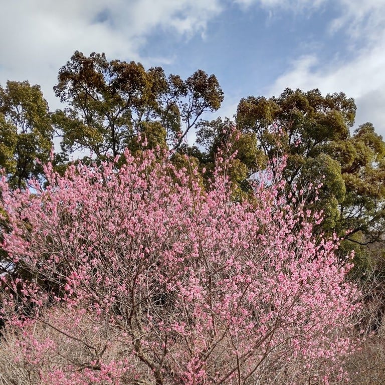 Tougyouan · Japan, 〒750-1101 Yamaguchi, Shimonoseki, 吉田町1184