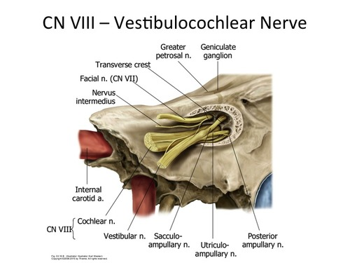 Internal Acoustic Meatus Facial Nerve