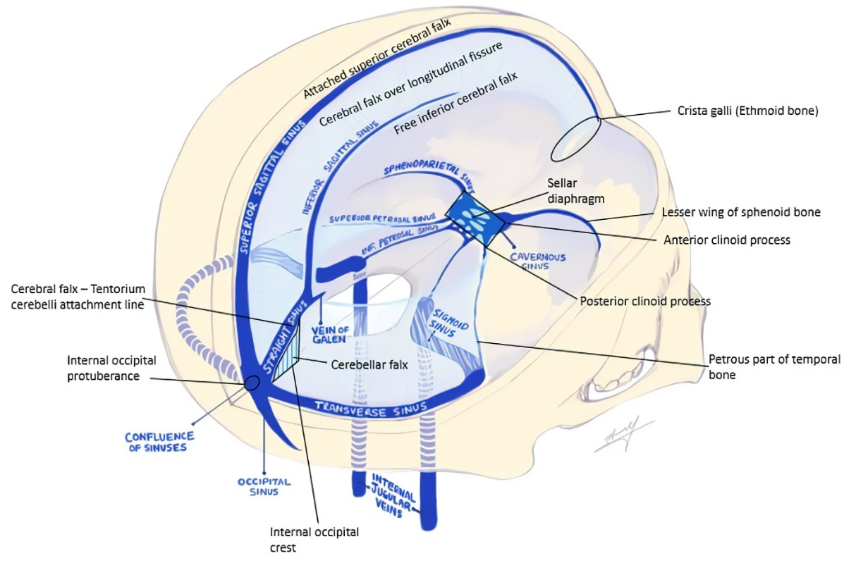 Dural Venous Sinuses Anatomy Dura Mater Venous Sinus - vrogue.co