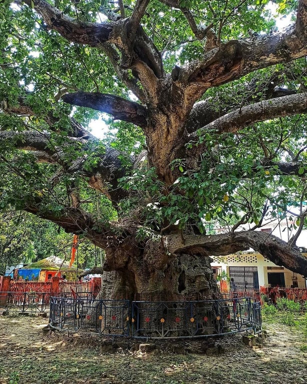 Kalpvriksha Parijat Dham in Barabanki, Uttar Pradesh