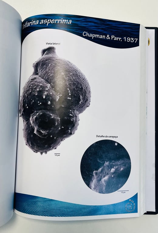 notion image