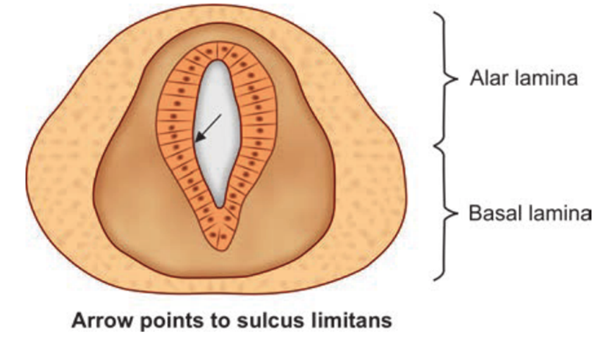 Basal laminae: ventral thickening, forms motor neurons; Alar laminae: dorsal thickening, forms sensory neurons and interneurons; Sulcus limitans: line separating both laminae