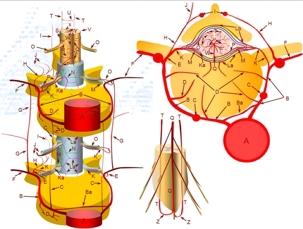 The Ka (radicular artery is slightly mis labelled here) 