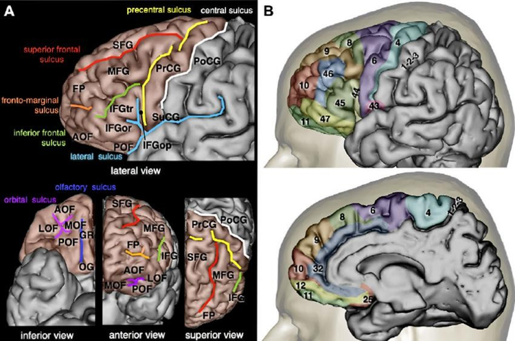 A) Surface anatomy 
B) cytoarchitectonic areas (according to Brodmann, 1909) of the frontal lobe. 
AOF, anterior orbitofrontal gyrus; GR, gyrus rectus; IFGop, inferior frontal gyrus pars opercularis; IFGor, inferior frontal gyrus pars orbitalis; IFGtr, inferior frontal gyrus pars triangularis; LOF, lateral orbitofrontal gyrus; MOF, medial orbitofrontal gyrus; OG, olfactory gyrus; POF, posterior orbitofrontal gyrus; SFG, superior frontal gyrus; SuCG, subcentral gyrus.