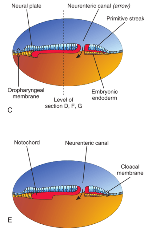 Blastopore = primitive pit = neuroenteric canal 